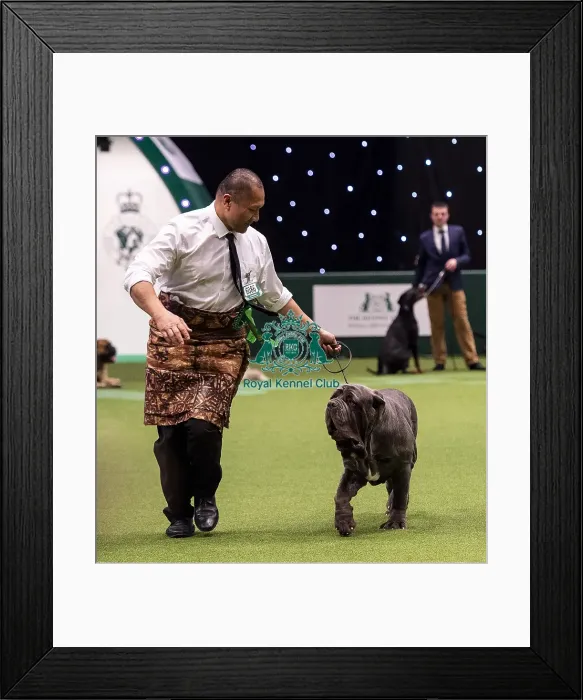 Framed Print : Crufts 2019 - Best of Breed / Working Framed Print : Crufts 2019 - Best of Breed / Working