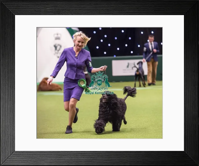 Framed Print : Crufts 2019 - Best of Breed  /  Working