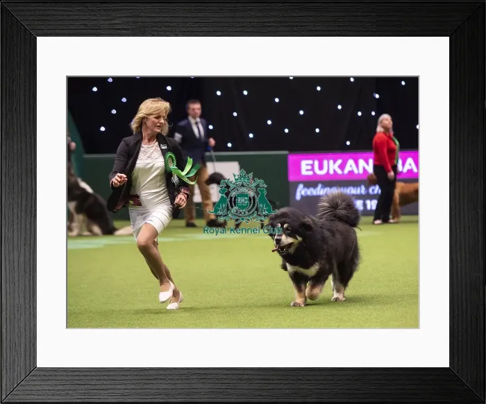 Framed Print : Crufts 2019 - Best of Breed / Working Framed Print : Crufts 2019 - Best of Breed / Working