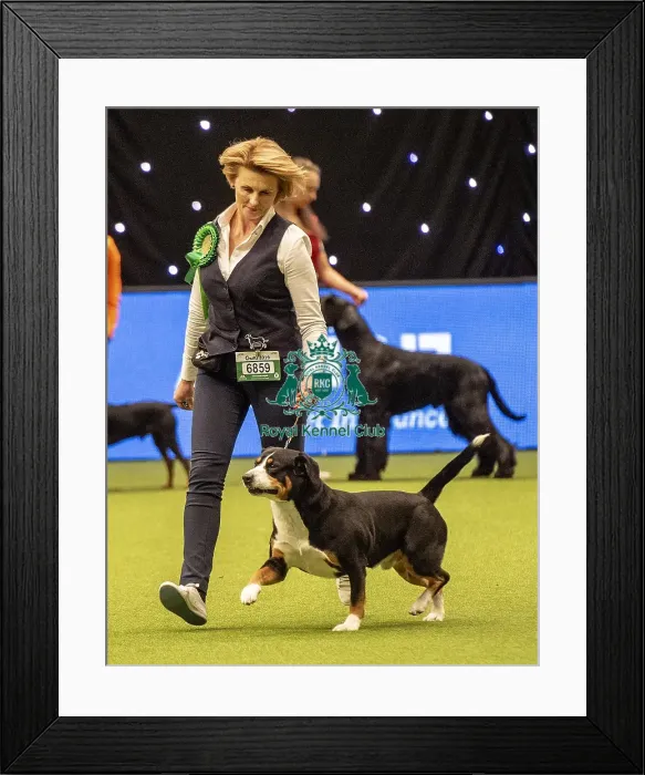 Framed Print : Crufts 2019 - Best of Breed / Working Framed Print : Crufts 2019 - Best of Breed / Working