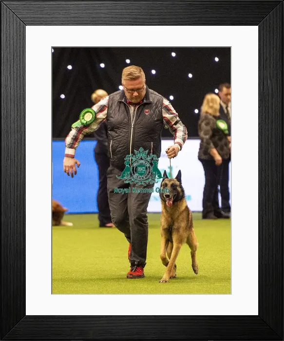 Framed Print : Crufts 2019 - Best of Breed  /  Pastoral