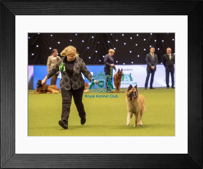 Framed Print : Crufts 2019 - Best of Breed / Pastoral Framed Print : Crufts 2019 - Best of Breed / Pastoral