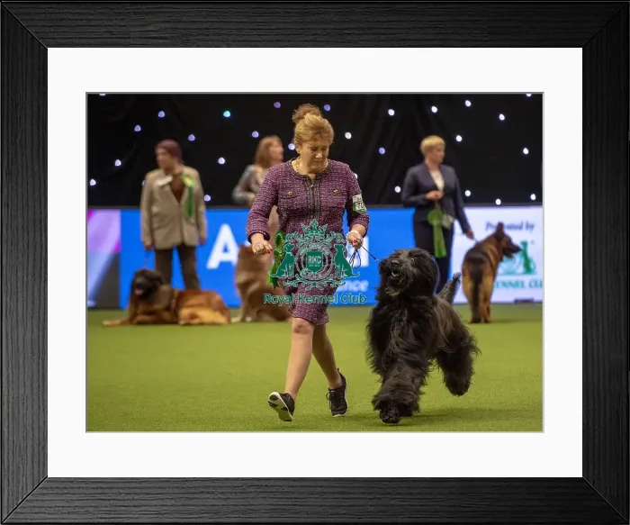Framed Print : Crufts 2019 - Best of Breed / Pastoral Framed Print : Crufts 2019 - Best of Breed / Pastoral