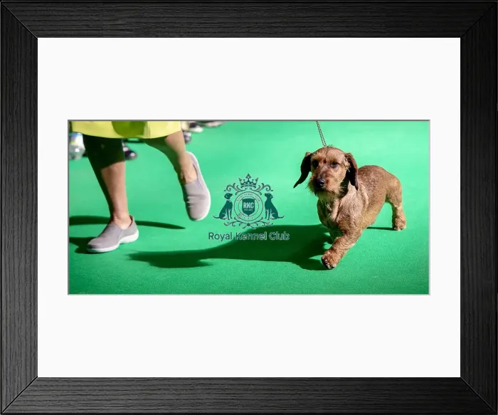 Framed Print : Crufts 2019 - Day Three, NEC, UK - 9 Mar 2019 Framed Print : Crufts 2019 - Day Three, NEC, UK - 9 Mar 2019