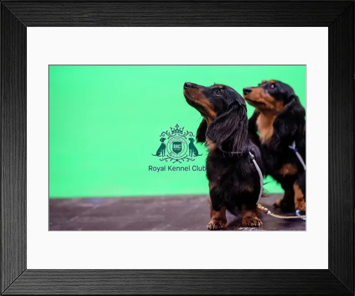Framed Print : Crufts 2019 - Day Three, NEC, UK - 9 Mar 2019 Framed Print : Crufts 2019 - Day Three, NEC, UK - 9 Mar 2019