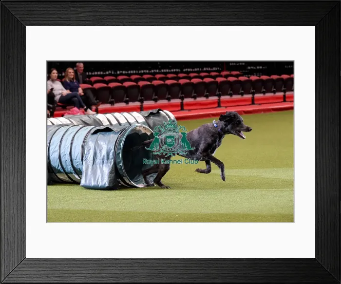 Framed Print : Crufts 2019 - Day Two, NEC, UK - 8 Mar 2019 Framed Print : Crufts 2019 - Day Two, NEC, UK - 8 Mar 2019