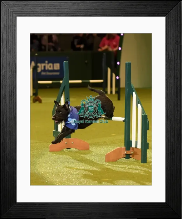 Framed Print : Crufts 2019 - Day Two, NEC, UK - 8 Mar 2019 Framed Print : Crufts 2019 - Day Two, NEC, UK - 8 Mar 2019