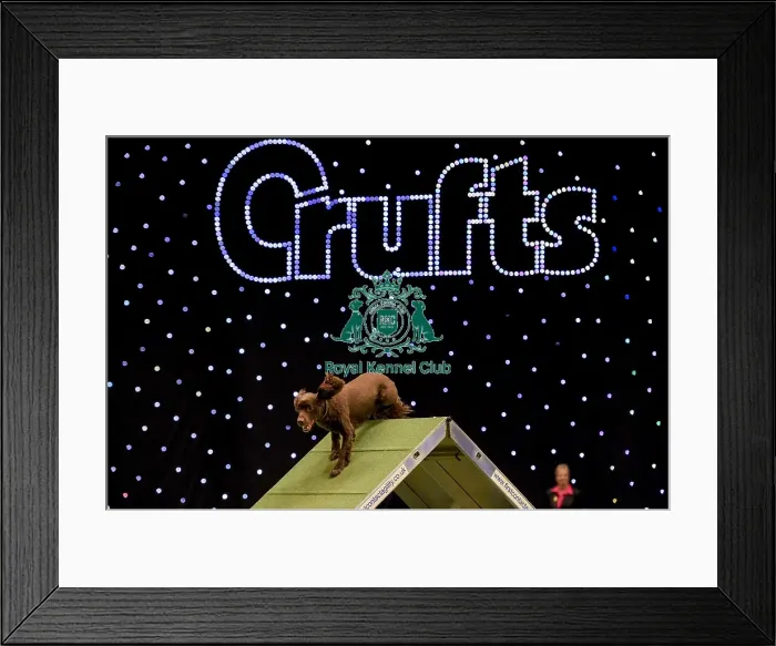 Framed Print : Crufts 2019 - Day Two, NEC, UK - 8 Mar 2019 Framed Print : Crufts 2019 - Day Two, NEC, UK - 8 Mar 2019