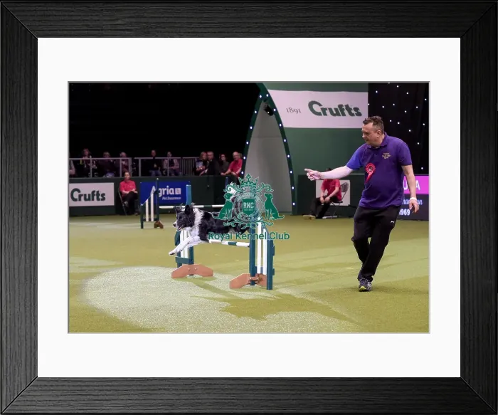 Framed Print : Crufts 2019 - Day Two, NEC, UK - 8 Mar 2019 Framed Print : Crufts 2019 - Day Two, NEC, UK - 8 Mar 2019