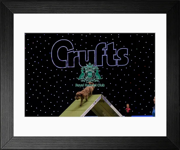 Framed Print : Crufts 2019 - Day Two, NEC, UK - 8 Mar 2019 Framed Print : Crufts 2019 - Day Two, NEC, UK - 8 Mar 2019