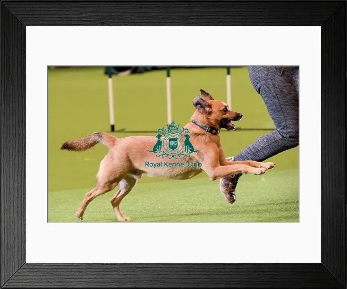 Framed Print : Crufts 2019 - Day Two, NEC, UK - 8 Mar 2019 Framed Print : Crufts 2019 - Day Two, NEC, UK - 8 Mar 2019