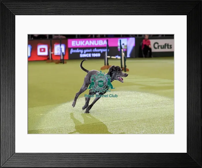 Framed Print : Crufts 2019 - Day Two, NEC, UK - 8 Mar 2019 Framed Print : Crufts 2019 - Day Two, NEC, UK - 8 Mar 2019