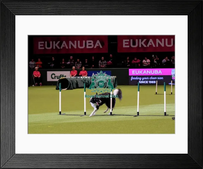 Framed Print : Crufts 2019 - Day Two, NEC, UK - 8 Mar 2019 Framed Print : Crufts 2019 - Day Two, NEC, UK - 8 Mar 2019