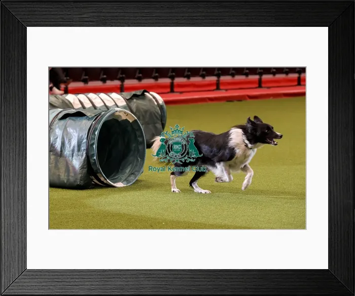 Framed Print : Crufts 2019 - Day Two, NEC, UK - 8 Mar 2019 Framed Print : Crufts 2019 - Day Two, NEC, UK - 8 Mar 2019