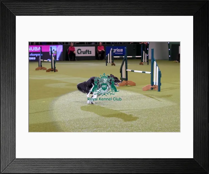 Framed Print : Crufts 2019 - Day Two, NEC, UK - 8 Mar 2019 Framed Print : Crufts 2019 - Day Two, NEC, UK - 8 Mar 2019