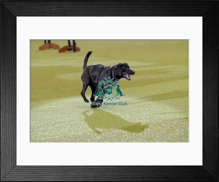 Framed Print : Crufts 2019 - Day Two, NEC, UK - 8 Mar 2019 Framed Print : Crufts 2019 - Day Two, NEC, UK - 8 Mar 2019