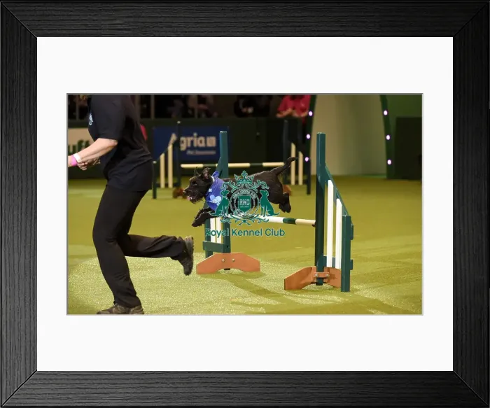 Framed Print : Crufts 2019 - Day Two, NEC, UK - 8 Mar 2019 Framed Print : Crufts 2019 - Day Two, NEC, UK - 8 Mar 2019