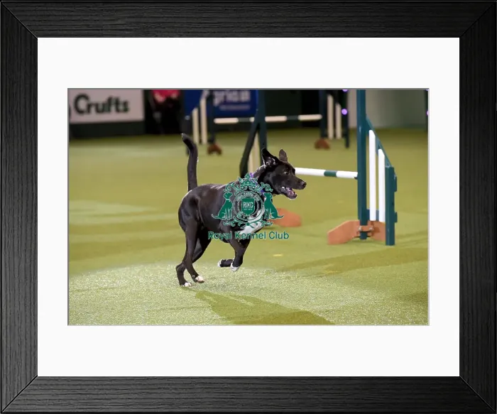 Framed Print : Crufts 2019 - Day Two, NEC, UK - 8 Mar 2019 Framed Print : Crufts 2019 - Day Two, NEC, UK - 8 Mar 2019
