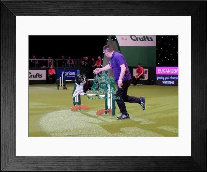 Framed Print : Crufts 2019 - Day Two, NEC, UK - 8 Mar 2019 Framed Print : Crufts 2019 - Day Two, NEC, UK - 8 Mar 2019