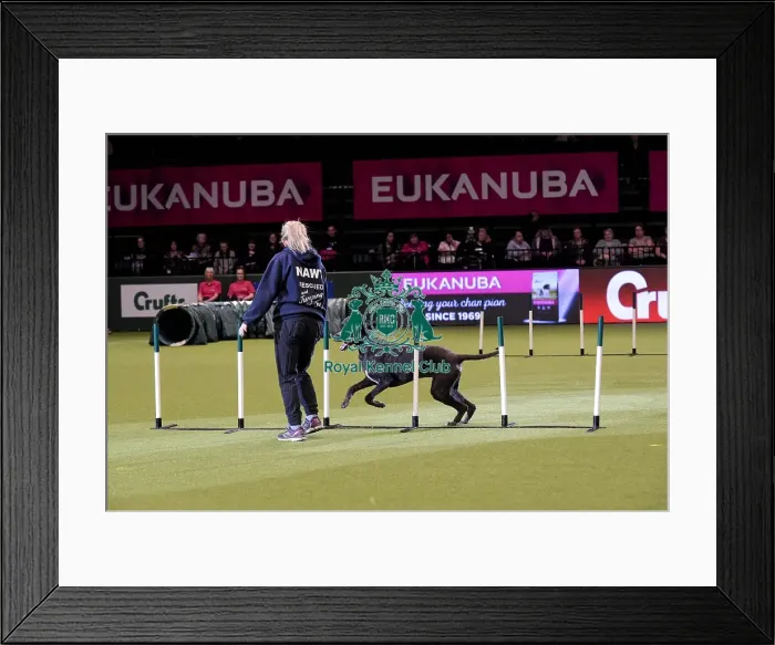 Framed Print : Crufts 2019 - Day Two, NEC, UK - 8 Mar 2019 Framed Print : Crufts 2019 - Day Two, NEC, UK - 8 Mar 2019