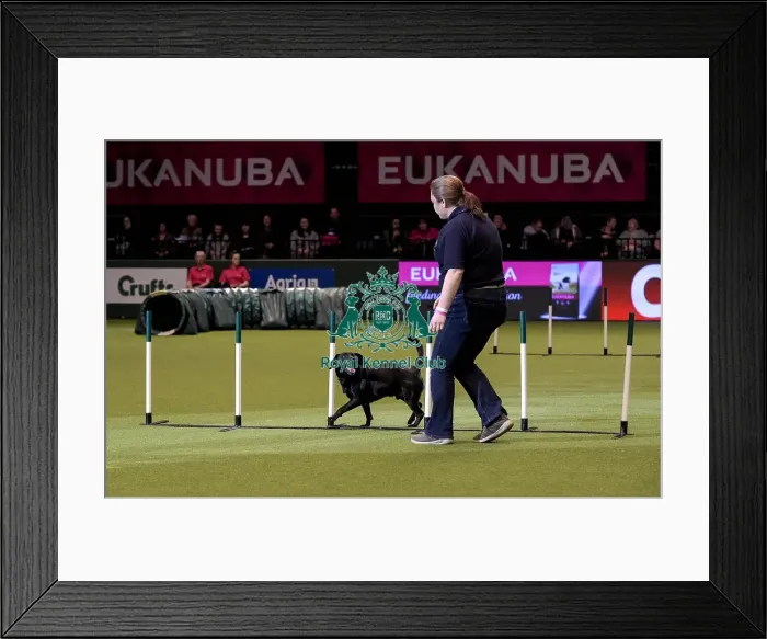 Framed Print : Crufts 2019 - Day Two, NEC, UK - 8 Mar 2019 Framed Print : Crufts 2019 - Day Two, NEC, UK - 8 Mar 2019