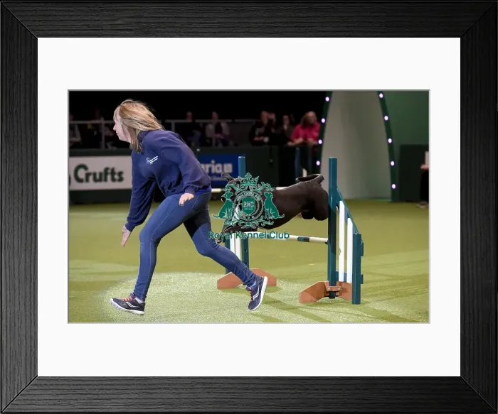 Framed Print : Crufts 2019 - Day Two, NEC, UK - 8 Mar 2019 Framed Print : Crufts 2019 - Day Two, NEC, UK - 8 Mar 2019