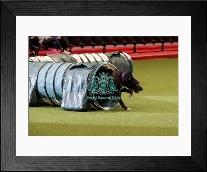 Framed Print : Crufts 2019 - Day Two, NEC, UK - 8 Mar 2019 Framed Print : Crufts 2019 - Day Two, NEC, UK - 8 Mar 2019