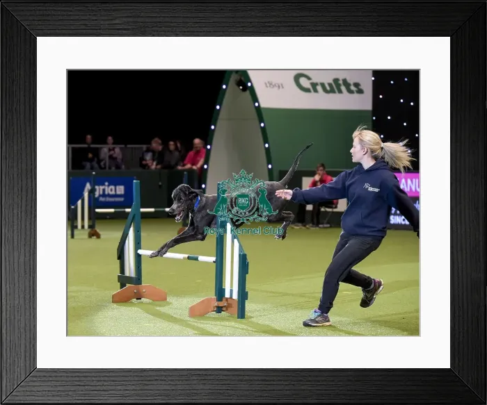 Framed Print : Crufts 2019 - Day Two, NEC, UK - 8 Mar 2019 Framed Print : Crufts 2019 - Day Two, NEC, UK - 8 Mar 2019