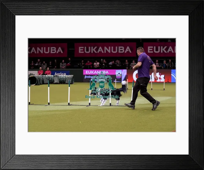 Framed Print : Crufts 2019 - Day Two, NEC, UK - 8 Mar 2019 Framed Print : Crufts 2019 - Day Two, NEC, UK - 8 Mar 2019