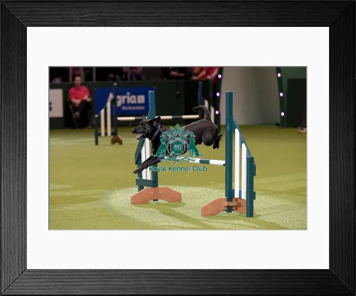 Framed Print : Crufts 2019 - Day Two, NEC, UK - 8 Mar 2019 Framed Print : Crufts 2019 - Day Two, NEC, UK - 8 Mar 2019