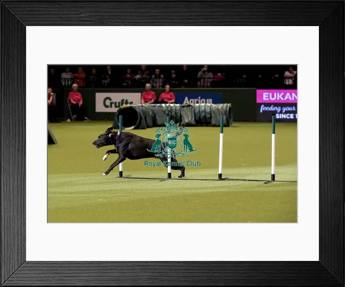 Framed Print : Crufts 2019 - Day Two, NEC, UK - 8 Mar 2019 Framed Print : Crufts 2019 - Day Two, NEC, UK - 8 Mar 2019