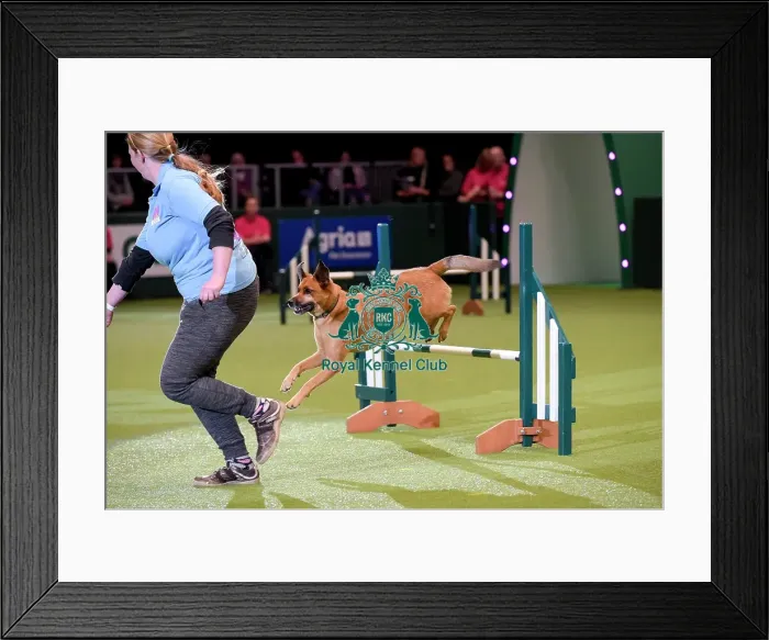 Framed Print : Crufts 2019 - Day Two, NEC, UK - 8 Mar 2019 Framed Print : Crufts 2019 - Day Two, NEC, UK - 8 Mar 2019