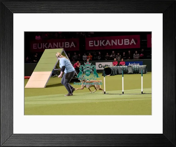 Framed Print : Crufts 2019 - Day Two, NEC, UK - 8 Mar 2019 Framed Print : Crufts 2019 - Day Two, NEC, UK - 8 Mar 2019