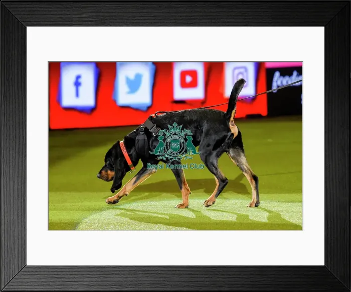 Framed Print : Crufts 2019 - Day Three, NEC, UK - 9 Mar 2019 Framed Print : Crufts 2019 - Day Three, NEC, UK - 9 Mar 2019