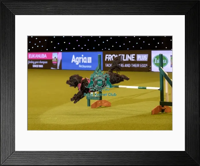 Framed Print : Crufts 2019 - Day Two, NEC, UK - 8 Mar 2019 Framed Print : Crufts 2019 - Day Two, NEC, UK - 8 Mar 2019