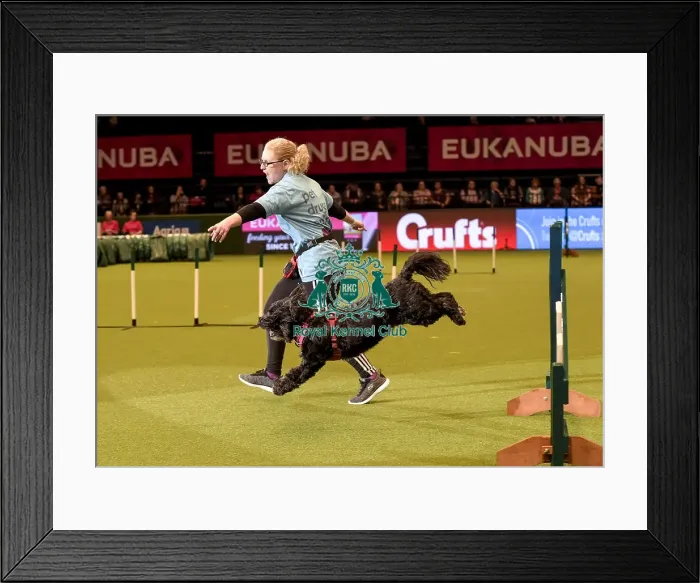Framed Print : Crufts 2019 - Day Two, NEC, UK - 8 Mar 2019 Framed Print : Crufts 2019 - Day Two, NEC, UK - 8 Mar 2019