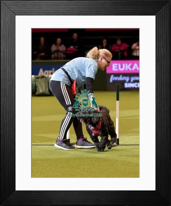 Framed Print : Crufts 2019 - Day Two, NEC, UK - 8 Mar 2019 Framed Print : Crufts 2019 - Day Two, NEC, UK - 8 Mar 2019