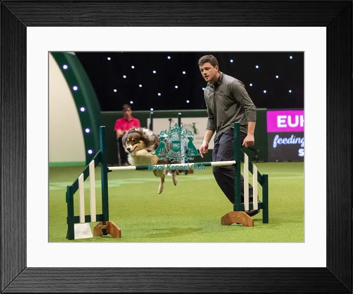 Framed Print : Crufts 2019 - Day Two, NEC, UK - 8 Mar 2019 Framed Print : Crufts 2019 - Day Two, NEC, UK - 8 Mar 2019
