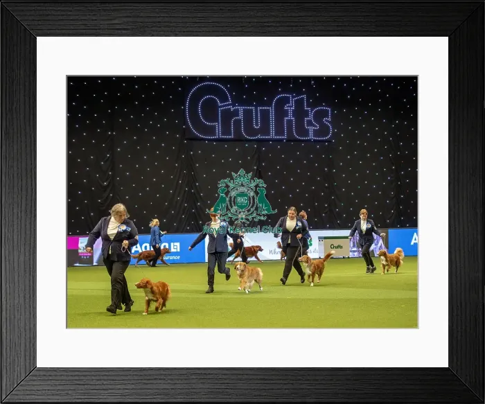 Framed Print : Crufts 2019 - Day Two, NEC, UK - 8 Mar 2019