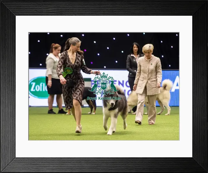 Framed Print : Crufts 2019 - Best of Breed  /  Working