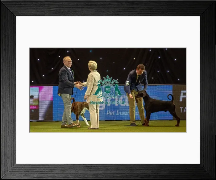 Framed Print : Crufts 2019 - Best of Breed / Working Framed Print : Crufts 2019 - Best of Breed / Working