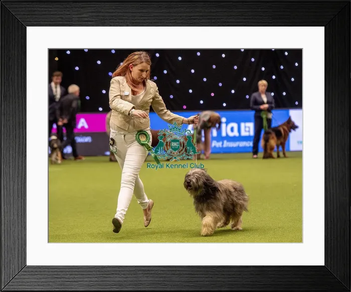 Framed Print : Crufts 2019 - Best of Breed / Pastoral Framed Print : Crufts 2019 - Best of Breed / Pastoral