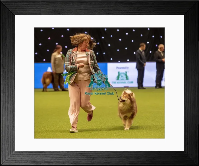 Framed Print : Crufts 2019 - Best of Breed / Pastoral Framed Print : Crufts 2019 - Best of Breed / Pastoral