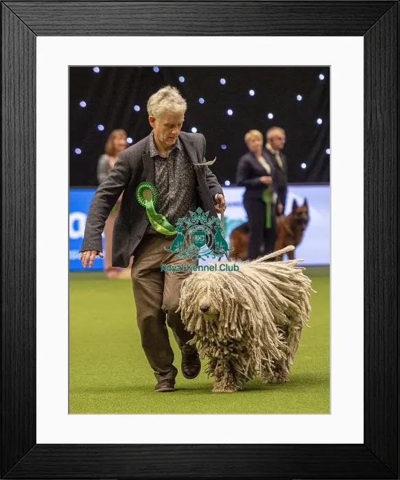 Framed Print : Crufts 2019 - Best of Breed / Pastoral Framed Print : Crufts 2019 - Best of Breed / Pastoral
