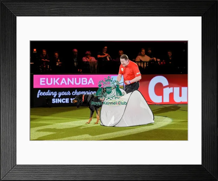 Framed Print : Crufts 2019 - Day Three, NEC, UK - 9 Mar 2019 Framed Print : Crufts 2019 - Day Three, NEC, UK - 9 Mar 2019