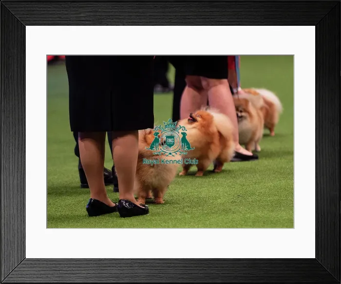 Framed Print : Crufts 2019 - Day Two, NEC, UK - 8 Mar 2019 Framed Print : Crufts 2019 - Day Two, NEC, UK - 8 Mar 2019