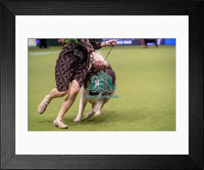Framed Print : Crufts 2019 - Best of Breed / Working Framed Print : Crufts 2019 - Best of Breed / Working