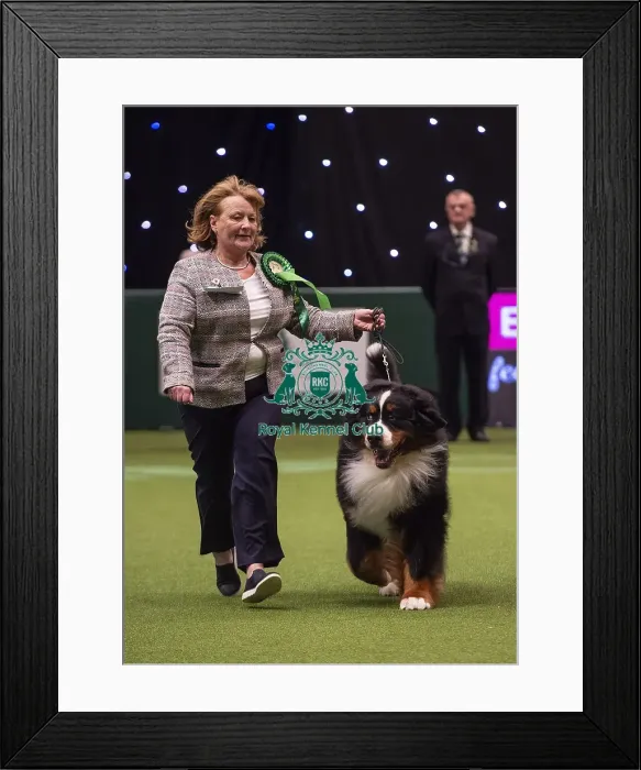 Framed Print : Crufts 2019 - Best of Breed / Working Framed Print : Crufts 2019 - Best of Breed / Working