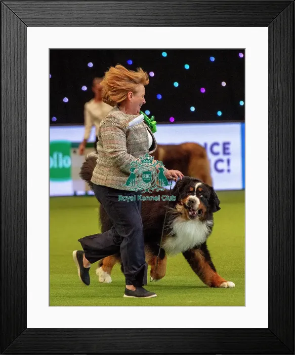 Framed Print : Crufts 2019 - Best of Breed / Working Framed Print : Crufts 2019 - Best of Breed / Working