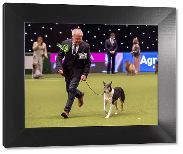Crufts 2019 - Best of Breed  /  Pastoral